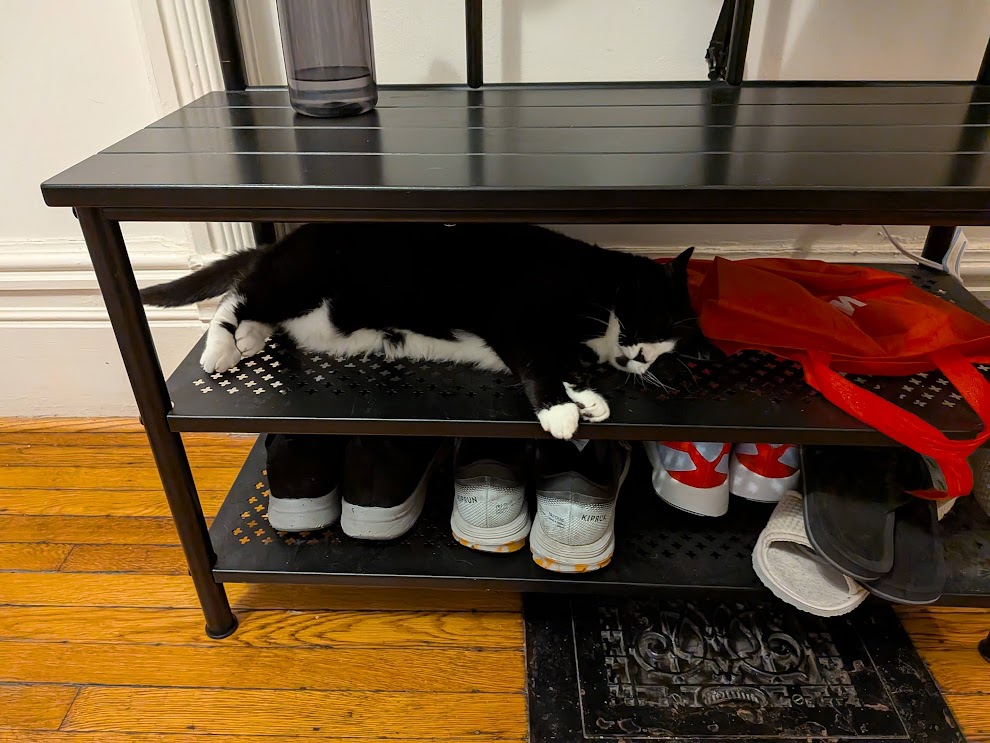 Strawberry taking a nap among shoes