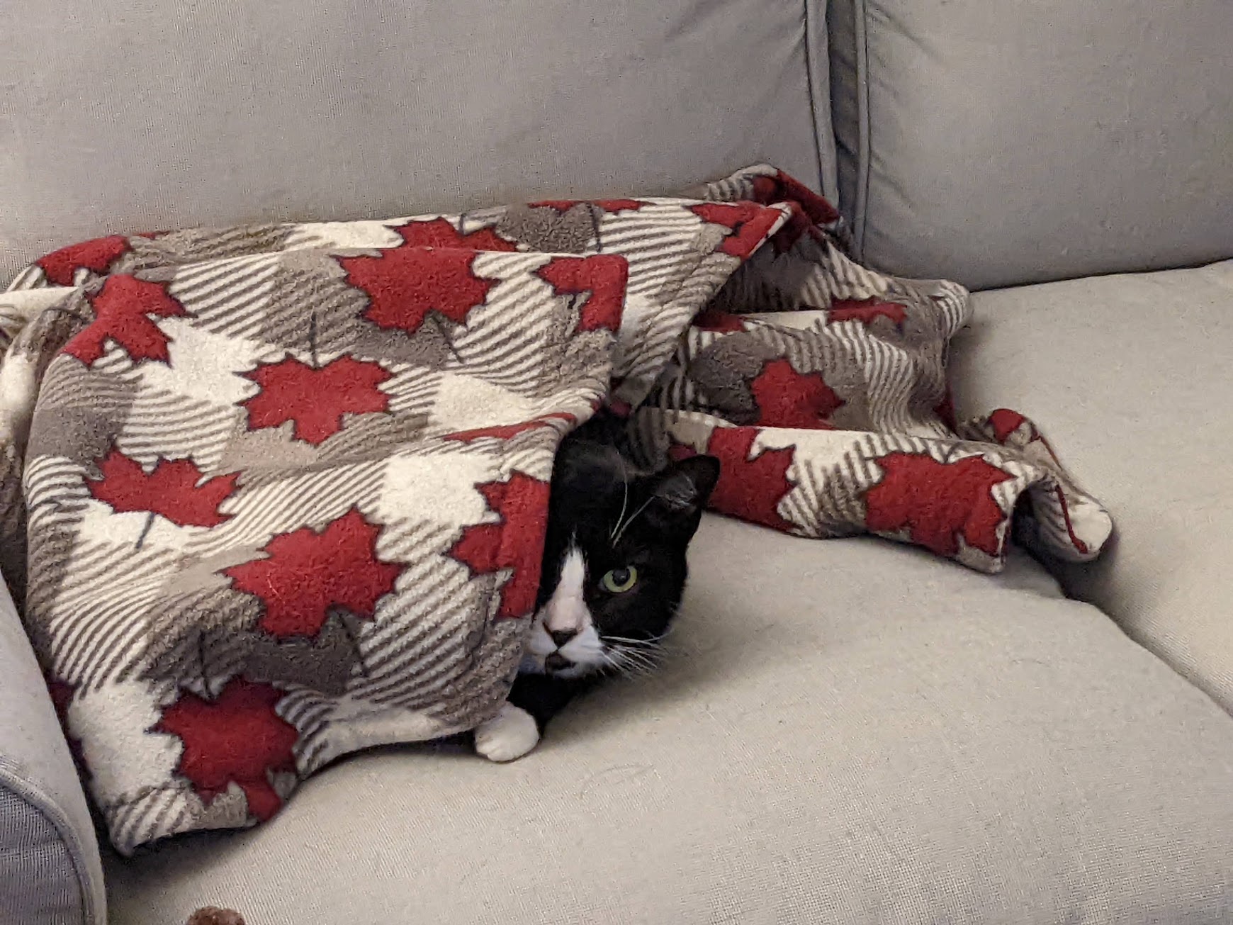 Strawberry under a blanket