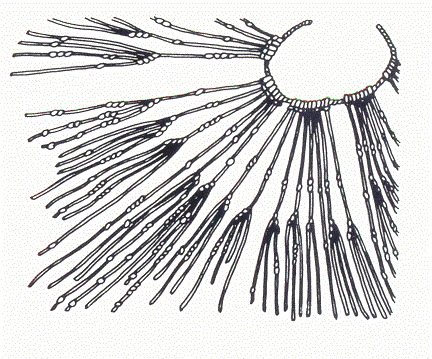 quipu