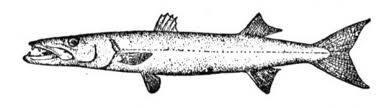 barracuda time piece