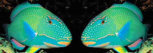 parrot fish faceoff