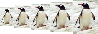 row of penguins